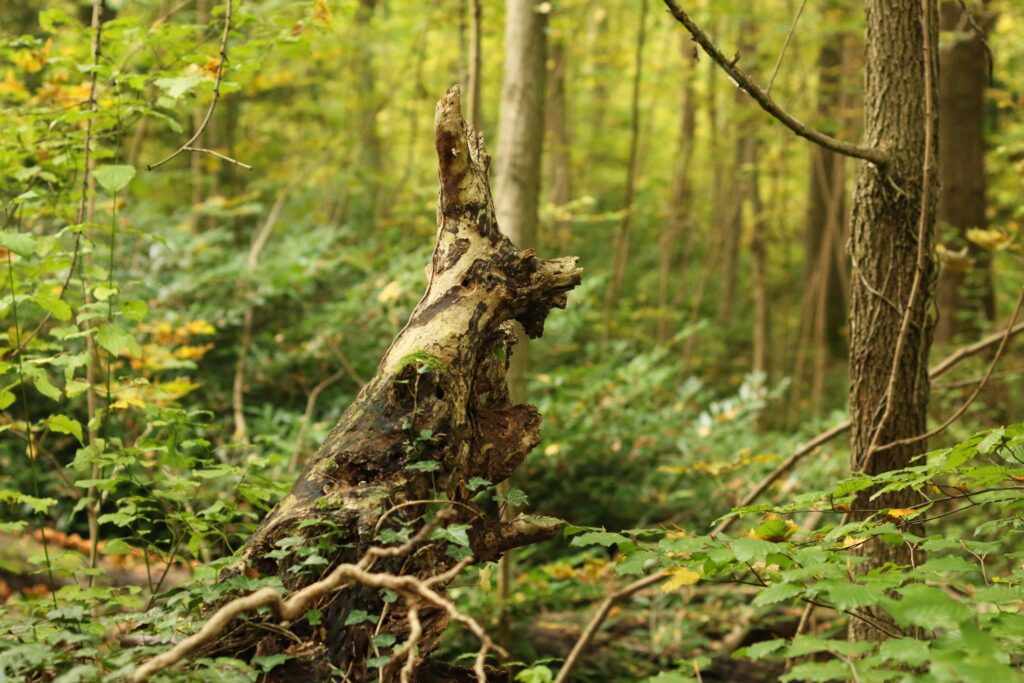 Alter Baumstamm im Wald