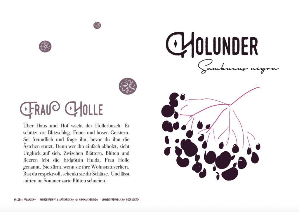 Dolde eines Holunders mit Text