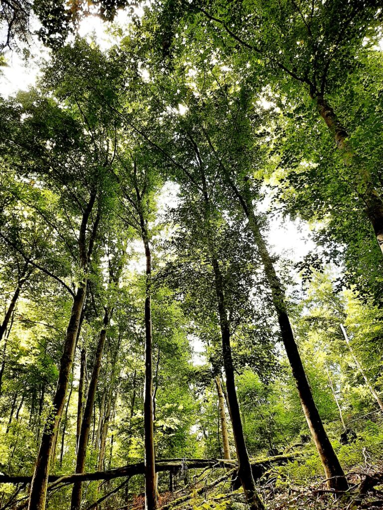 Blick in einen Wald mit Buchen