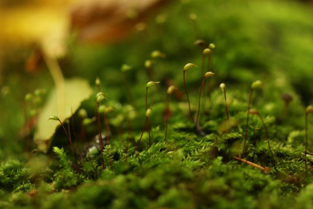 Moos im Wald
