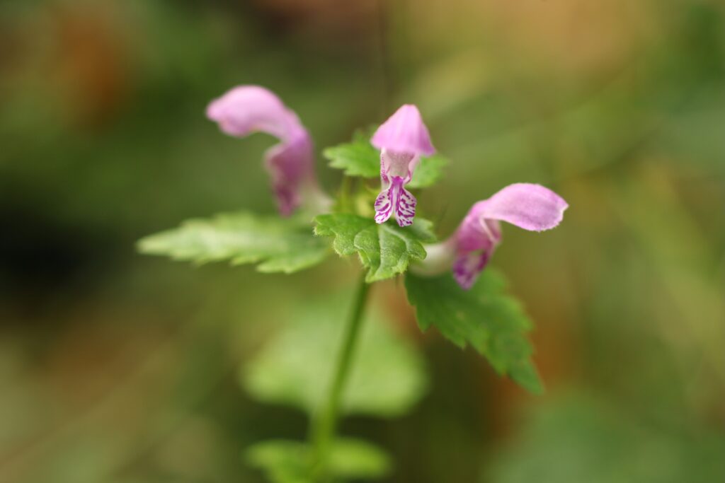 Lila Blüten einer Taubnessel